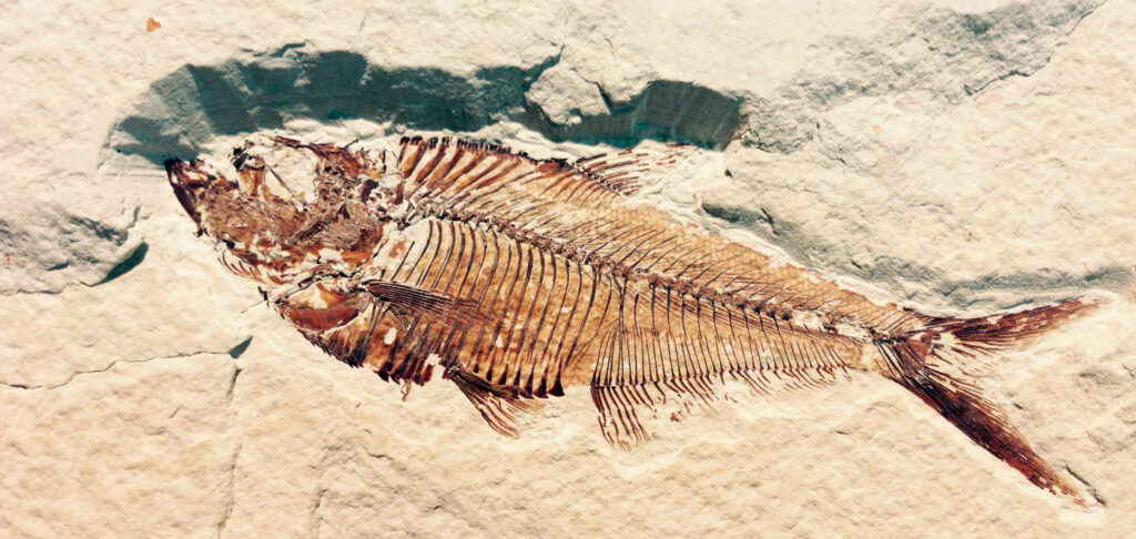 Nesiotikà: seminari di Archeozoologia e Paleontologia a cura della Prof.ssa Maria Rita Palombo