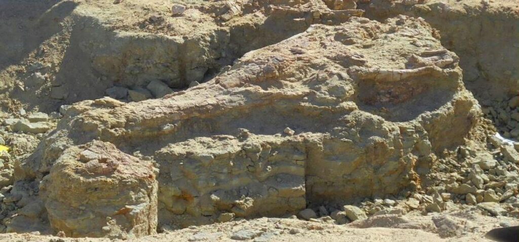 Nesiotikà: seminari di Paleontologia e paoleocologia e di Antropologia, Proff. Zedda e Piga